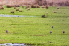Four curlew, Keyhaven Marshes