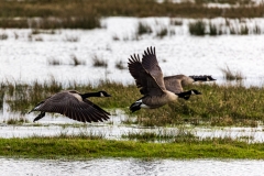 Canada geese in flight over Keyhaven Marshes