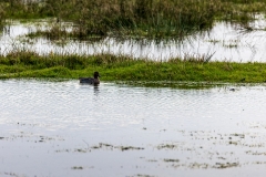 Teal on Keyhaven Marshes