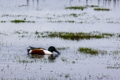 Shoveler feeding on Keyhaven Marshes