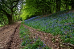 Bluebells, Llanthony Wood