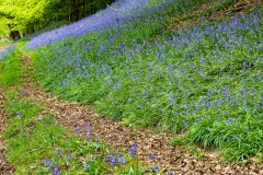 Bluebells, Llanthony Wood