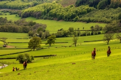 Horses, Vale of Ewyas