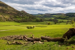 Fallen tree, Vale of Ewyas