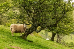 Peeking sheep