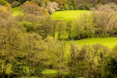 Trees and fields, Llanthony