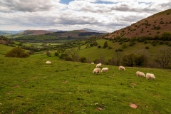 Sheep in the Black Mountains