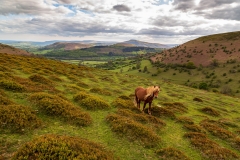 Black Mountains horse