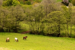 Horses, Llanthony
