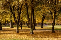 City Park