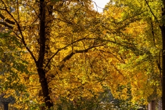 City Park