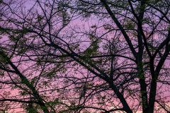 Sunset shades through the trees