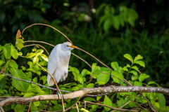 Cattle Egret (Bubulcus ibis)