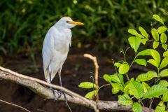 Cattle Egret (Bubulcus ibis)