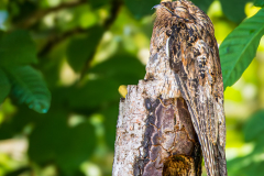 Common Potoo (Nyctibius griseus)