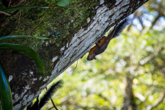 Variegated Squirrel (Sciurus variegatoides)