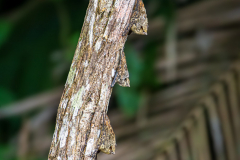 proboscis bats (Rhynchonycteris naso)