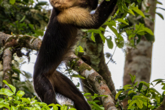 White-faced capuchin monkey (Cebus imitator)