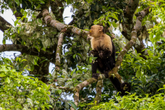 White-faced capuchin monkey (Cebus imitator)