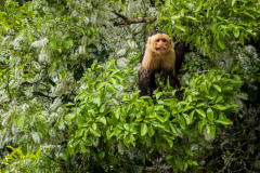 White-faced capuchin monkey (Cebus imitator)