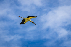 Wood Stork (Mycteria americana)