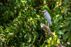 Little Blue Heron (Egretta caerulea)
