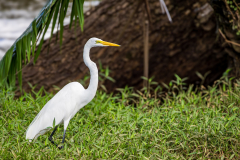 Great Egret (Ardea alba)