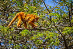 Rare, orange-coloured howler monkey