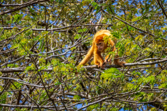 Rare, orange-coloured howler monkey