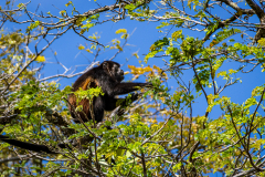 Mantled howler monkey (Alouatta palliata)