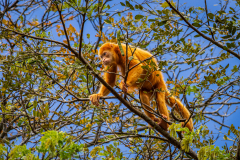 Rare, orange-coloured howler monkey