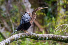 Anhinga (Anhinga anhinga)