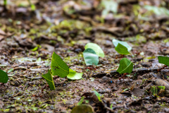 Leafcutter ants