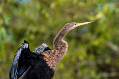 Anhinga (Anhinga anhinga)