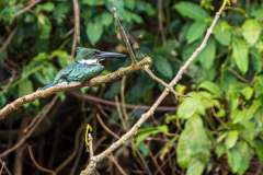 Amazon kingfisher (Chloroceryle amazona)
