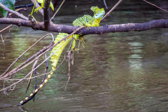 Plumed Basilisk (Basiliscus plumifrons)