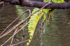 Plumed Basilisk (Basiliscus plumifrons)