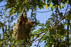 Linnaeus's two-toed sloth (Choloepus didactylus)