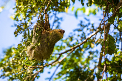 Linnaeus's two-toed sloth (Choloepus didactylus)