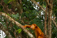 Rare, orange-coloured howler monkey