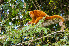 Rare, orange-coloured howler monkey
