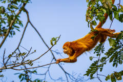 Rare, orange-coloured howler monkey