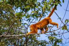 Rare, orange-coloured howler monkey