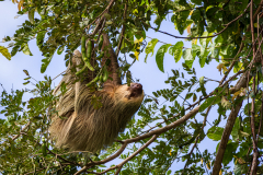 Linnaeus's two-toed sloth (Choloepus didactylus)