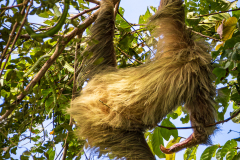 Linnaeus's two-toed sloth (Choloepus didactylus)