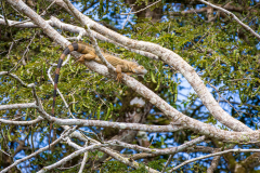Green iguana
