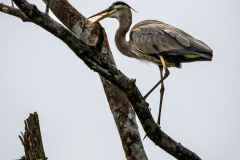 Great Blue Heron (Ardea herodias)