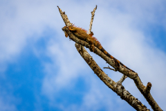Green iguana