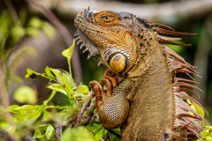 Green iguana