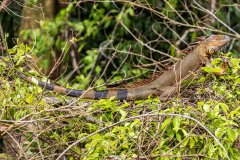 Green iguana